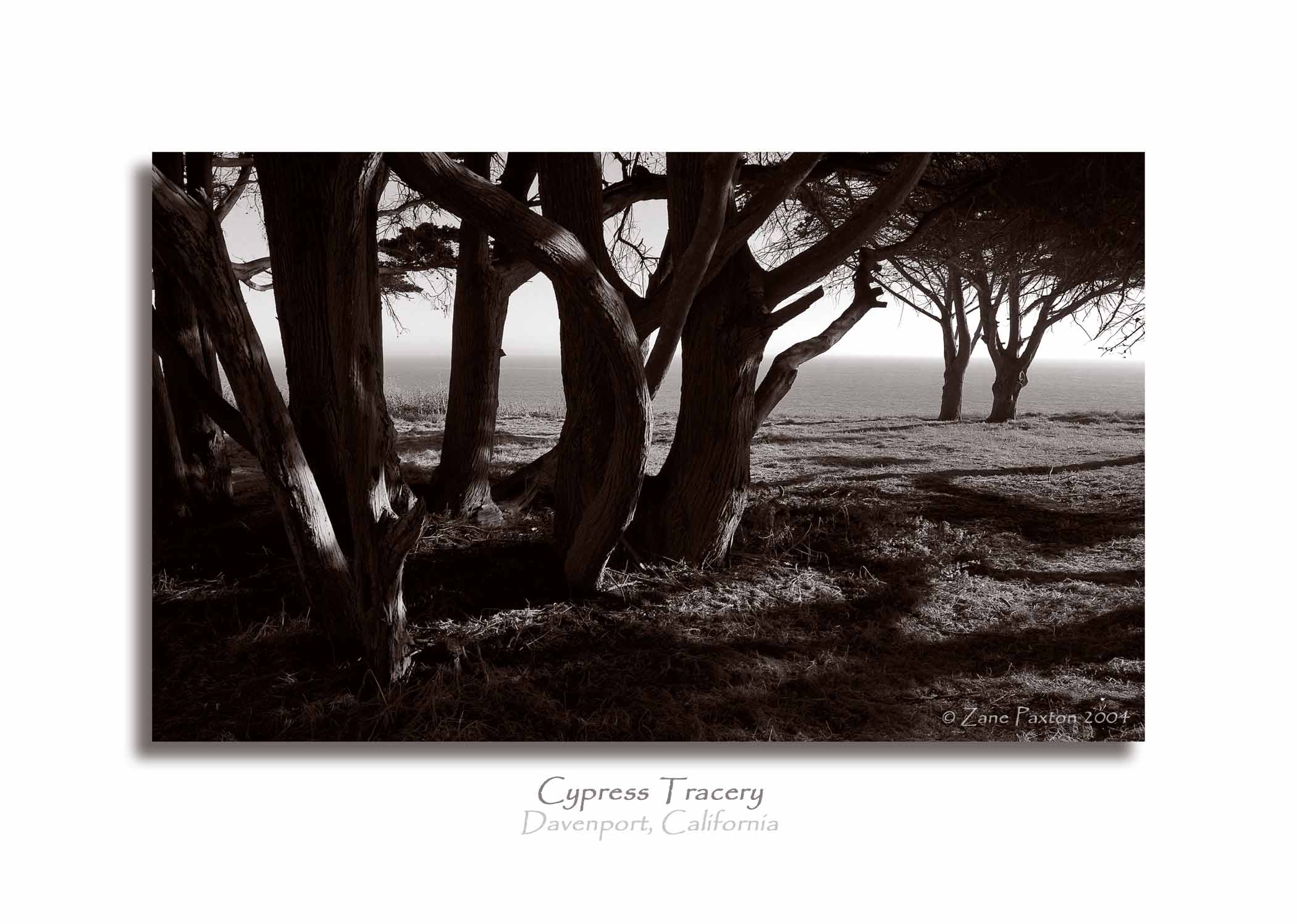 Cypress Tracery