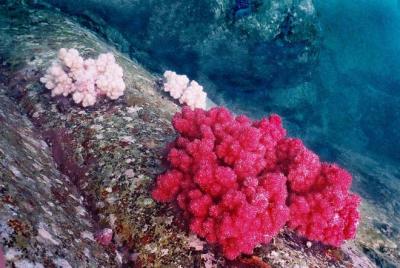 雞冠花 -軟珊瑚
