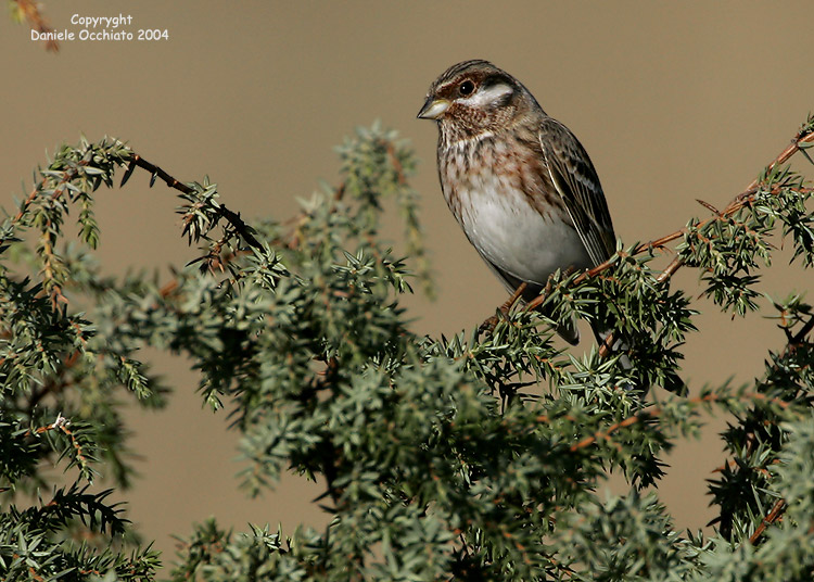 Pine Bunting (Emberiza leucocephalos)