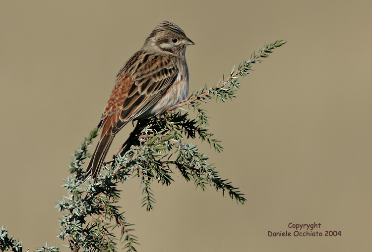 Pine Bunting (Emberiza leucocephalos)