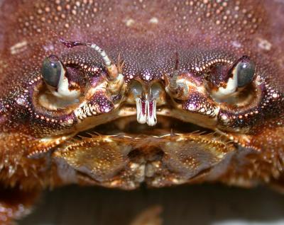 Staring a dungeness crab in the face