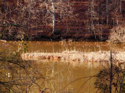 Geese & Reeds