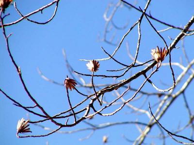 Blue Skies