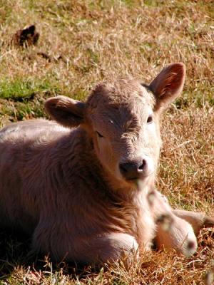 Calf