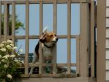 Dog in fence 4462.jpg