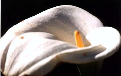 Close-up of flower.jpg