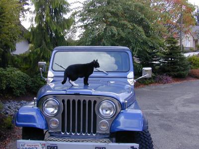 Cat n Jeep