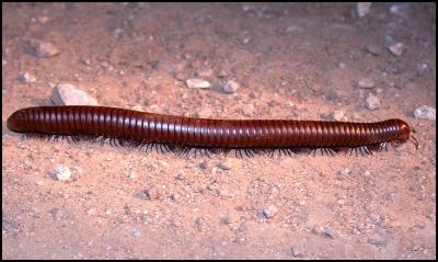 Giant Desert Millipede - Watch out. I stink!