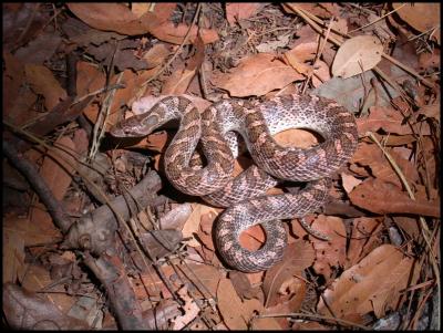 Painted Desert Glossy Snake