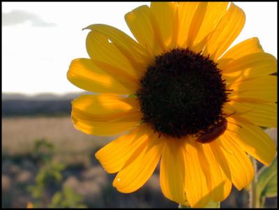Sunflower & Beetle