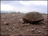 Desert Box Turtles...