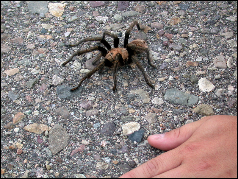 ...hand for perspective.