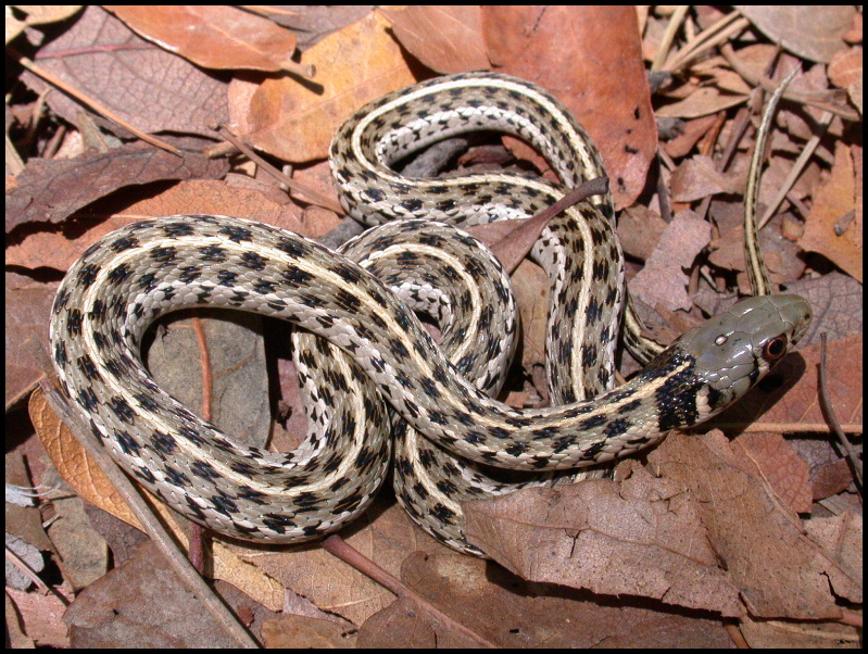 Checkered Garter Snake