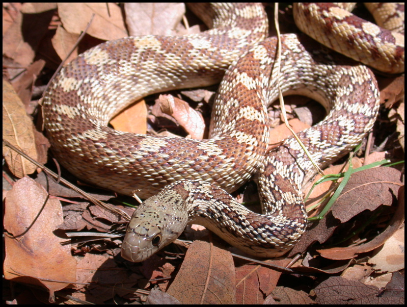 Sonoran Gopher Snake
