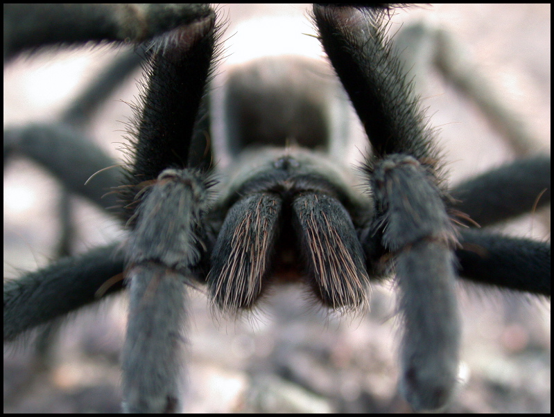 Tarantula Closeup