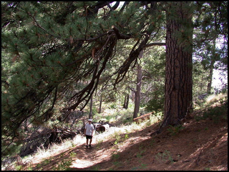 On the Way to Lookout Tower