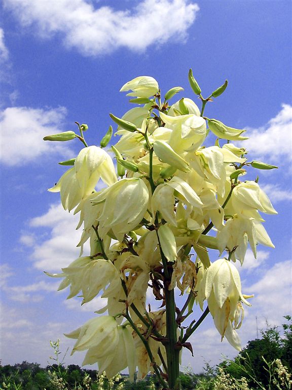 Agave Flower