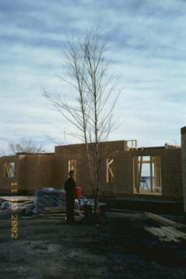 Gus watering one of 2 HUGE River Birch trees