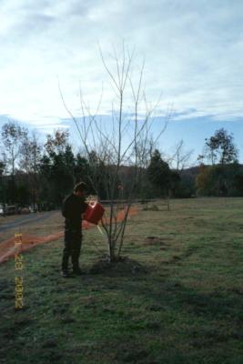 Watering again, one of 7 Maple trees (when will the well be dug?)