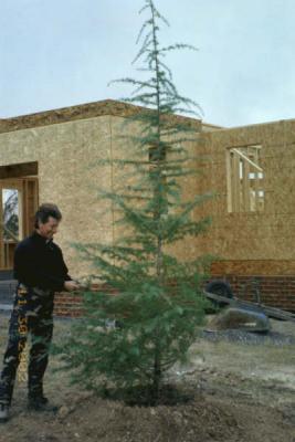 A dear Deodar Cedar, just one of 6 (by 8/2005 we've 12 of those beauties!)