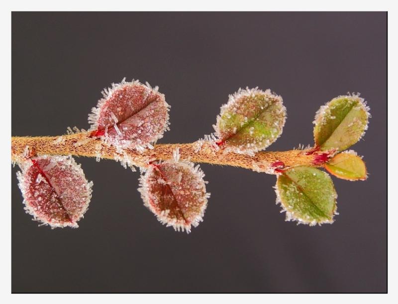 Small colored branch