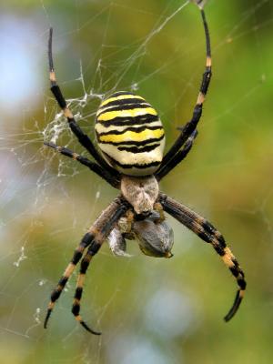 Wasp Spider eating