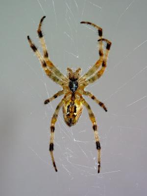 Bottom view of small Spider