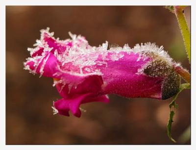 Snapdragon in frost