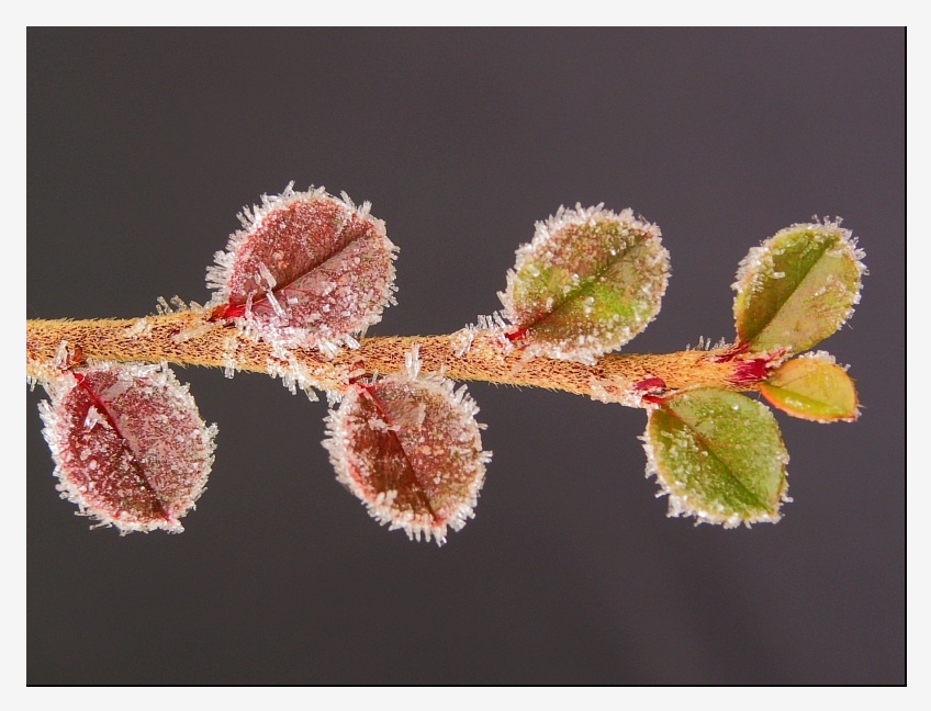 Small colored branch
