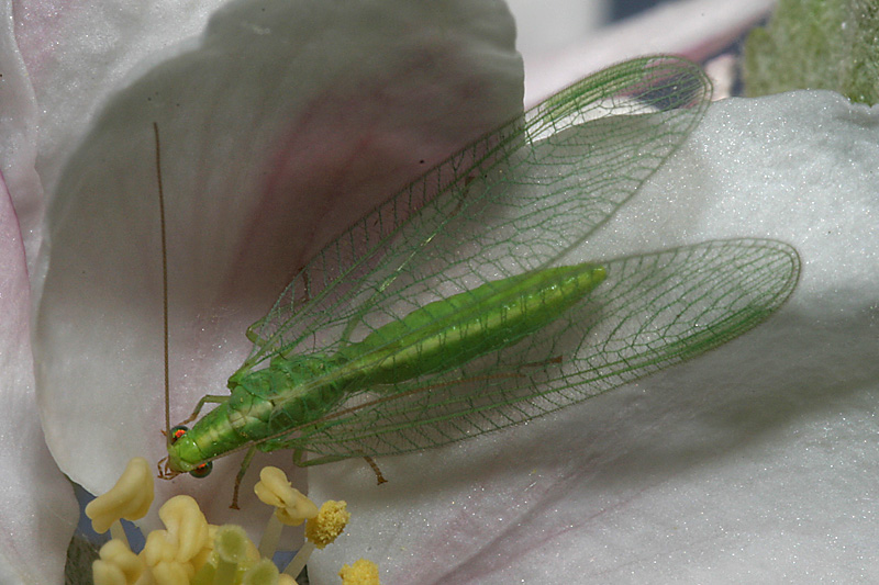 Chrysopa carnea