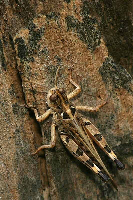 Dociostaurus maroccanus