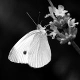 Black & White Butterfly