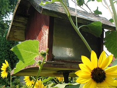 Sunflower Bird Feeder
