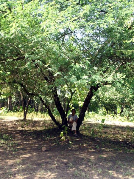 Alright, so its not a bodhi tree.