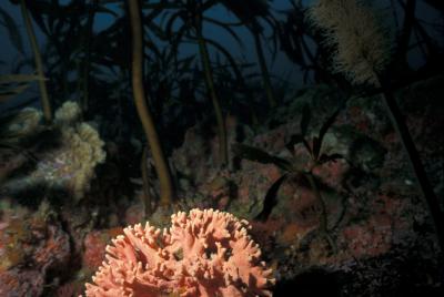 California Hydrocoral..