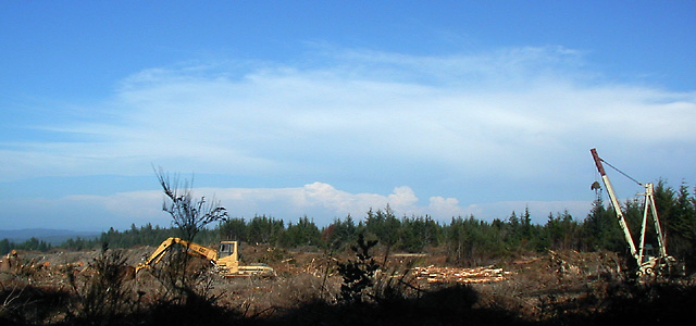 Clearcut on Seven Devils Road