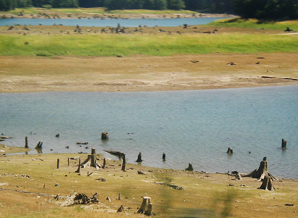 Stumps La Grande