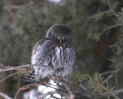 northern pygmy-owl 8