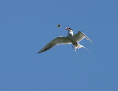 forsters tern 2