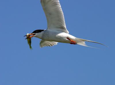 forsters tern 3