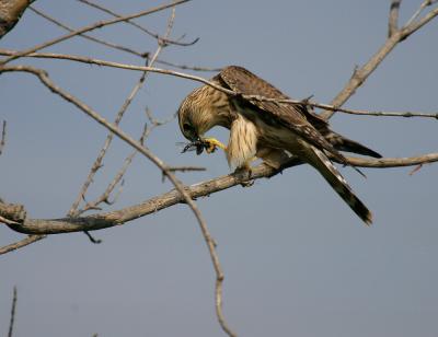 merlin 3