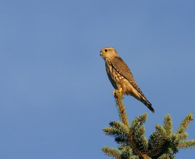 merlin 5