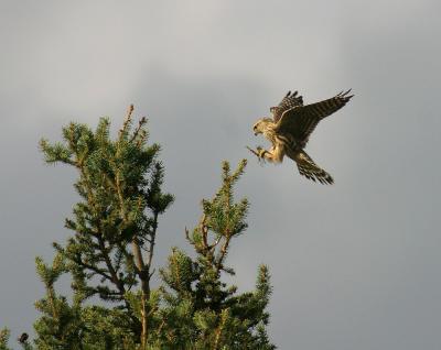 merlin 6