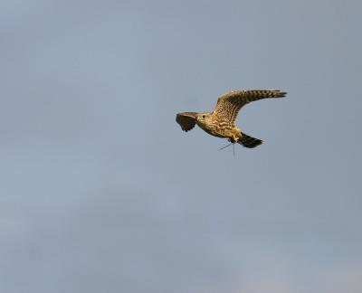 merlin 7