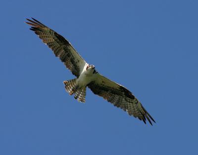 osprey 4
