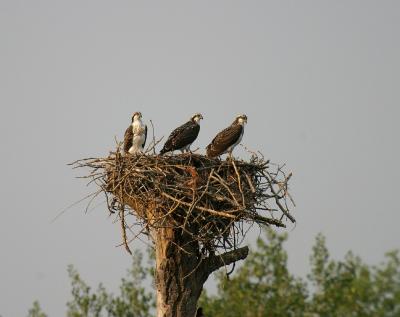 osprey in nest