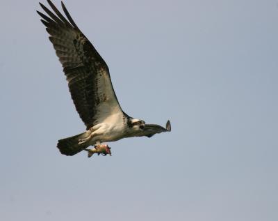 osprey w fish 2