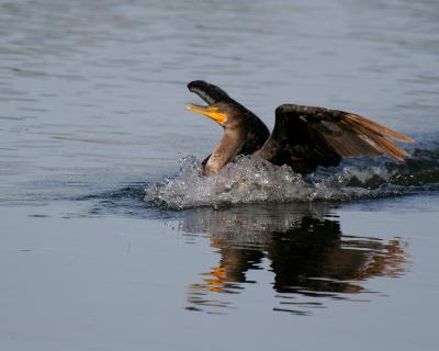 double-crested cormorant