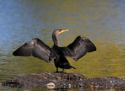 double-crested cormorant 2