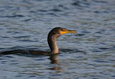 double-crested cormorant 3